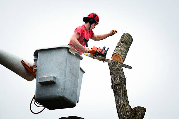 Best Lawn Dethatching  in USA